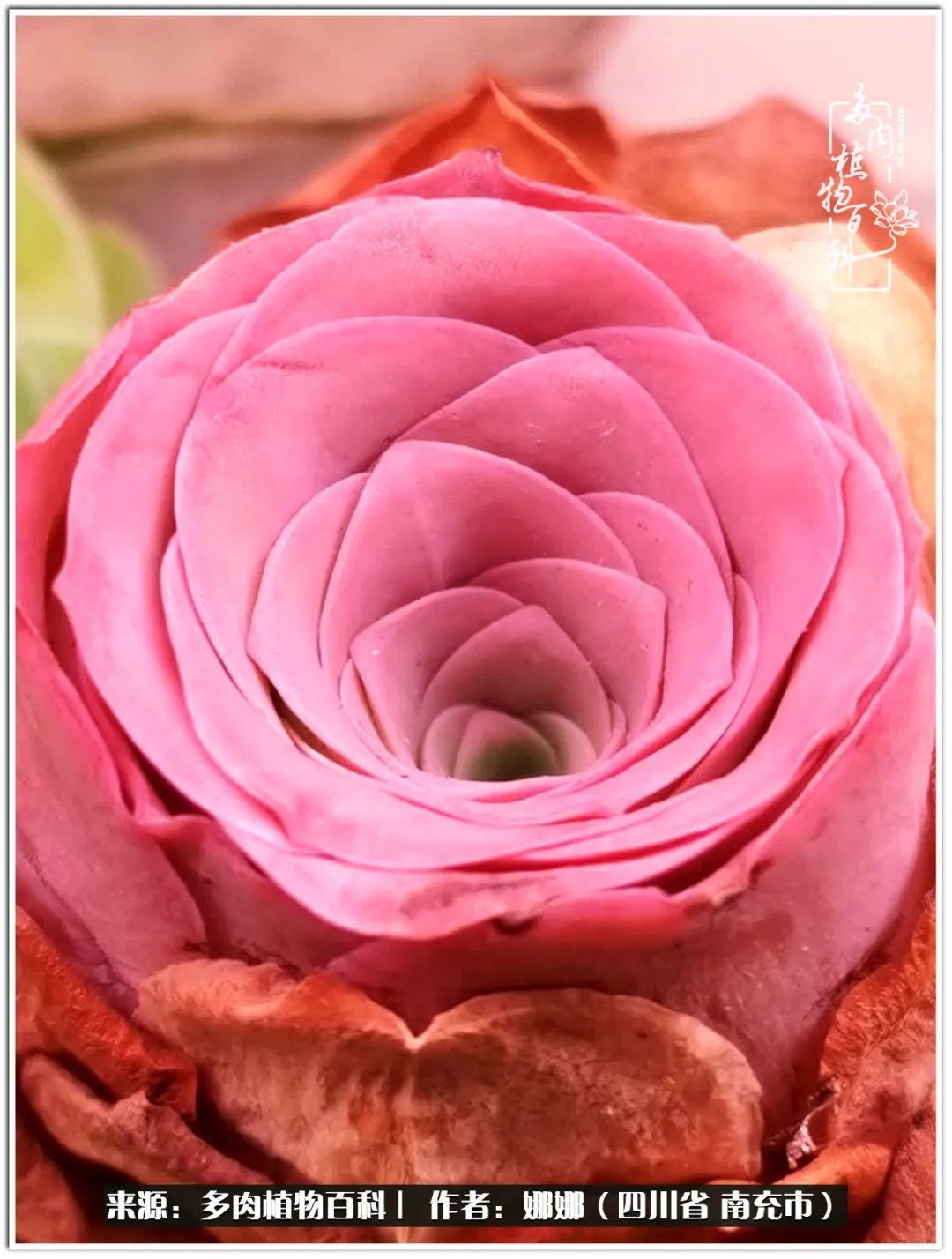 带刺的玫瑰阳台多肉,开花的玫瑰多肉