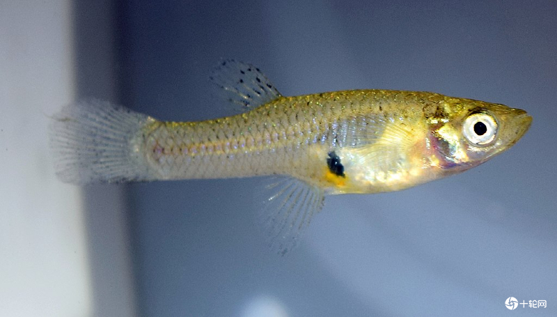 外来物种大肚子鱼,如何解决大小鱼抢食