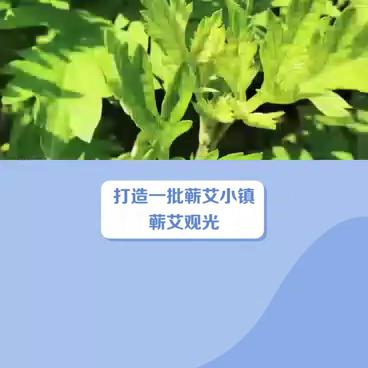 农村蕲艾产业发展规划,2024年蕲艾产业年会