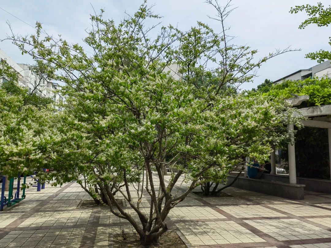 小蜡和小叶女贞区别,小叶女贞和水蜡叶片的区别