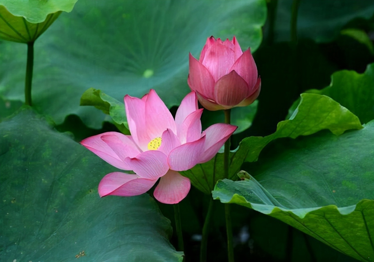 农夫和渔夫合唱,农夫与渔夫合拍