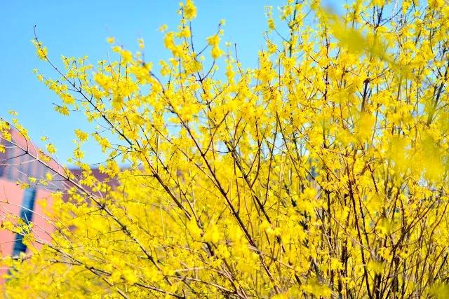 关于春风的诗100首,春风诗词作品欣赏