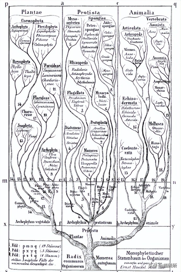 英短猫和美短哪个好养,英短跟美短猫咪