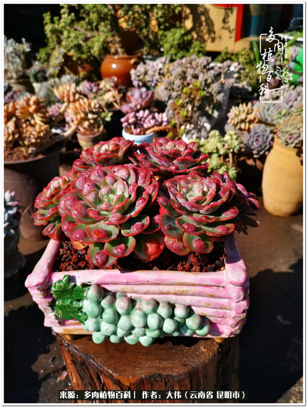 多肉的美在于姹紫嫣红,多肉年年开花