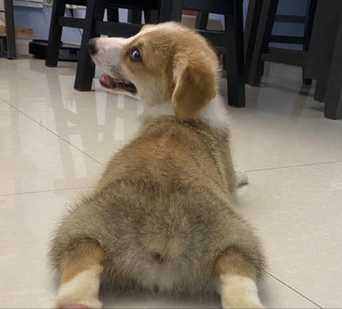 疫情期间怎样给宠物狗消毒,家有狗狗别乱消毒