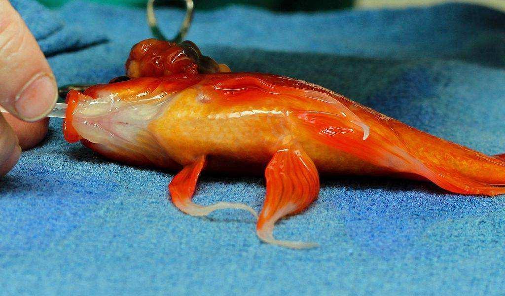 养鱼知识大全如何养水,最全养鱼常识养鱼之前先看这篇