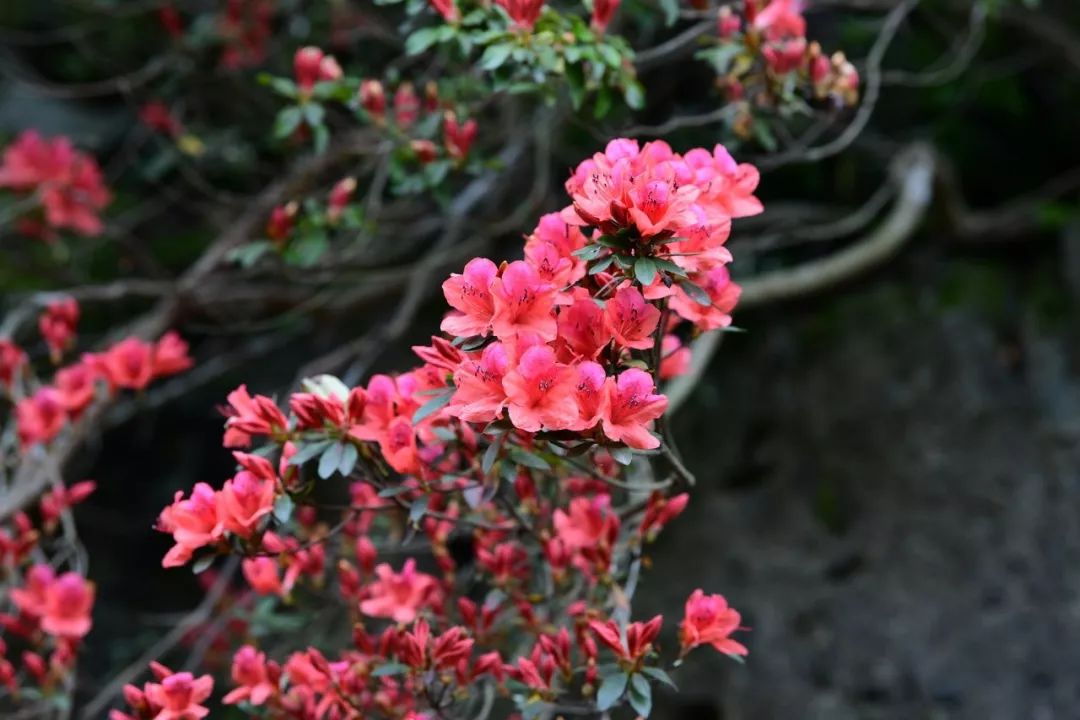 有一种春光叫杜鹃花,春天漫山遍野的杜鹃花开