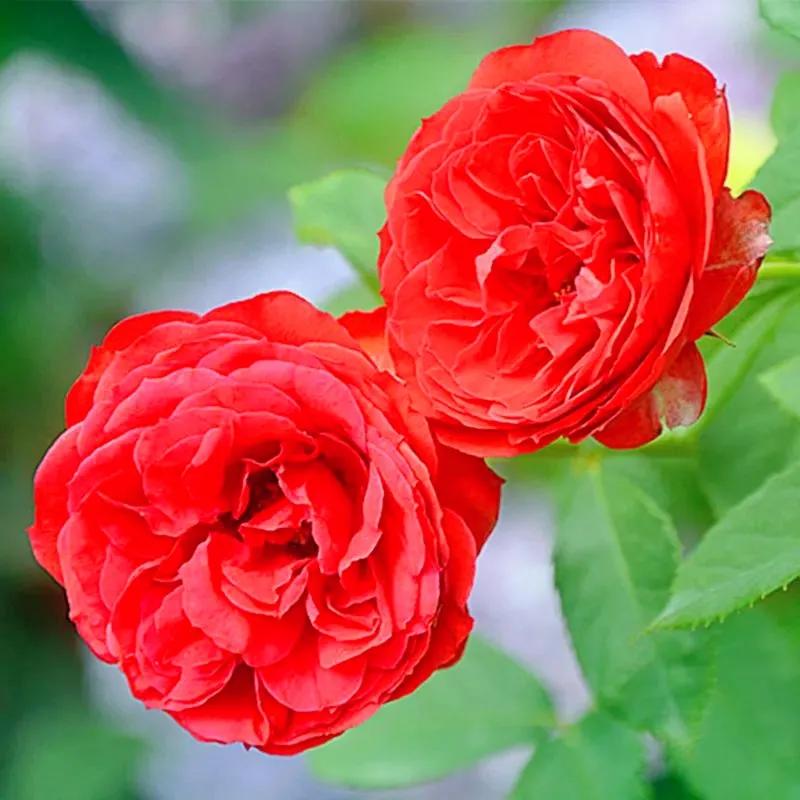 我爱月季花歌曲,我爱月季花300字