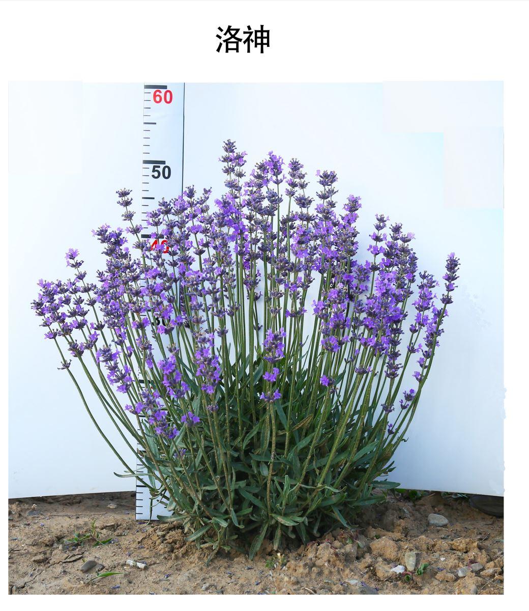 北京有顺利越夏的薰衣草了，它的“祖先”曾遨游太空18天