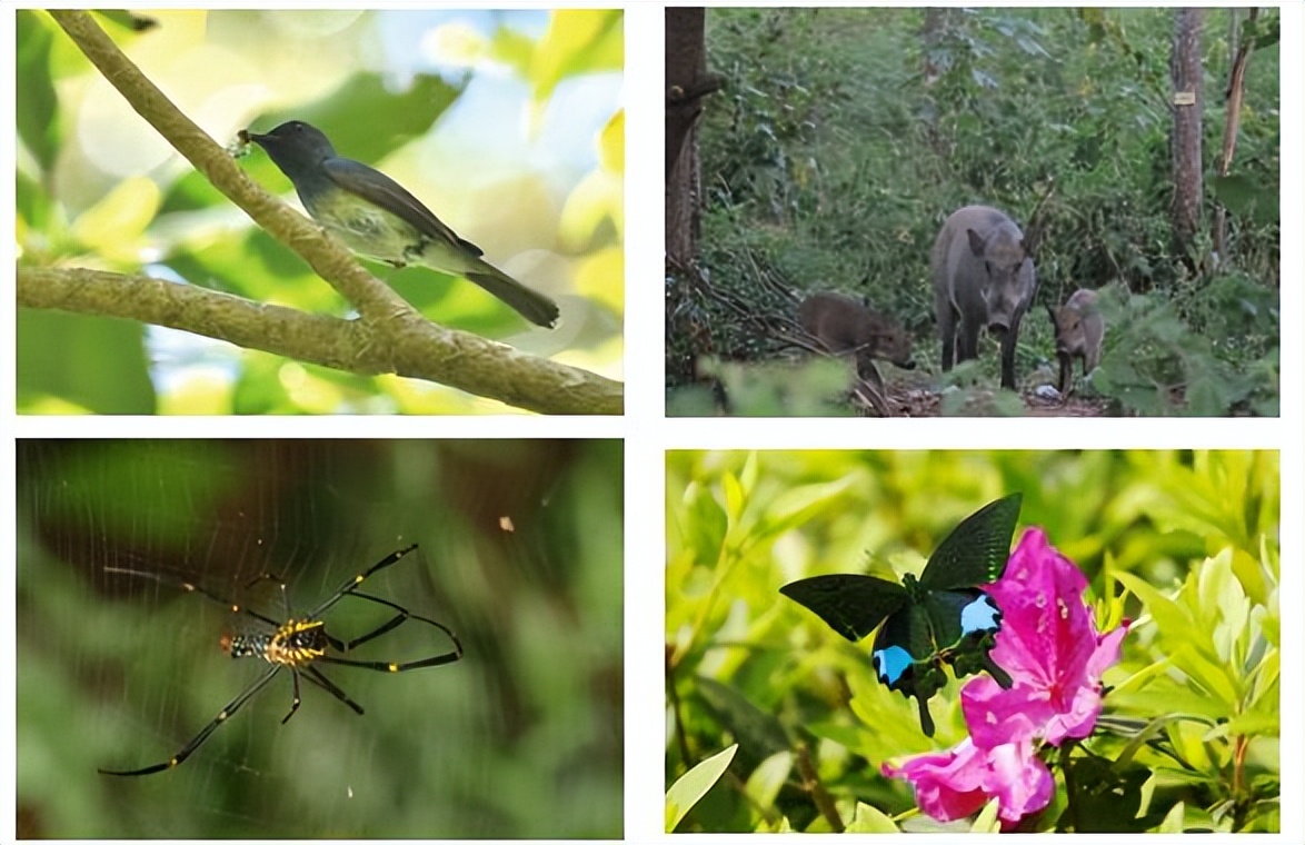 深圳坪山全域自然博物⑩|禾雀花步道:错过再等一年,“小精灵”禾雀花来啦!