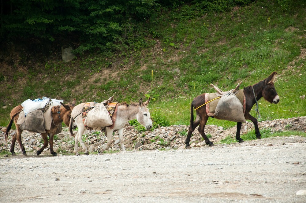 肉驴养殖方法和时间和技巧,肉驴养殖注意事项有哪些