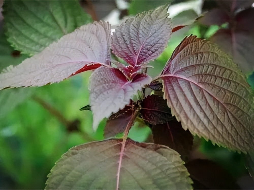 紫苏叶子收购价格多少钱一斤,紫苏种植与收购方法