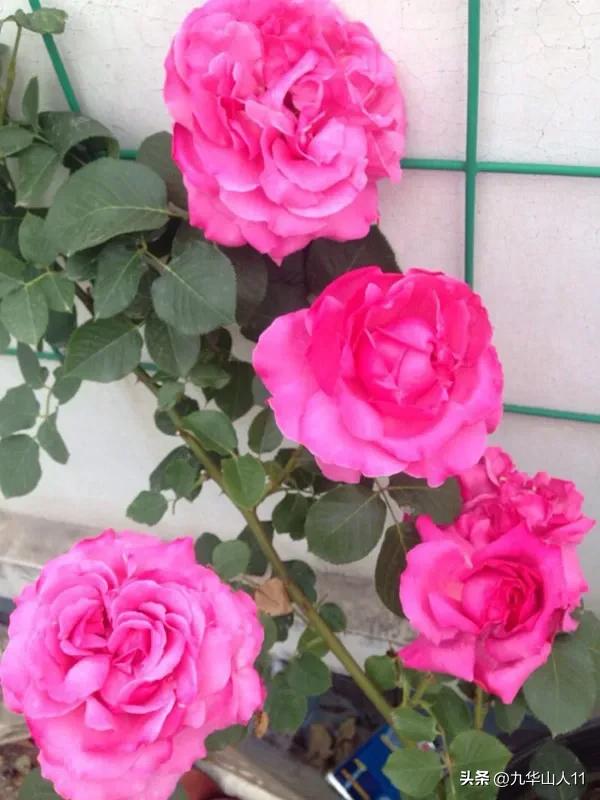 最耐寒的藤本月季哪个品种好 (藤本月季及主要品种详细介绍图解)