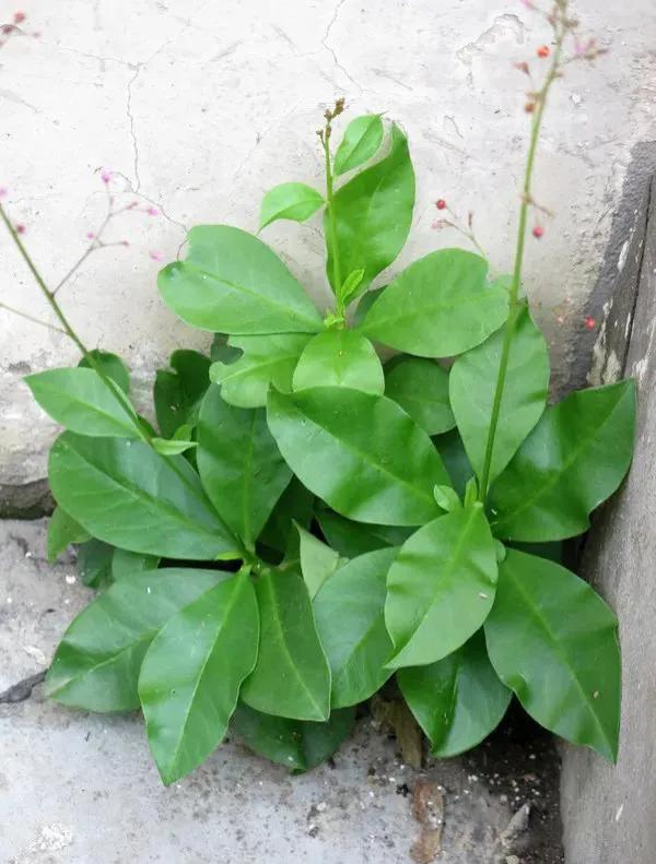 假进口正官庄高丽参,红参冒充高丽参