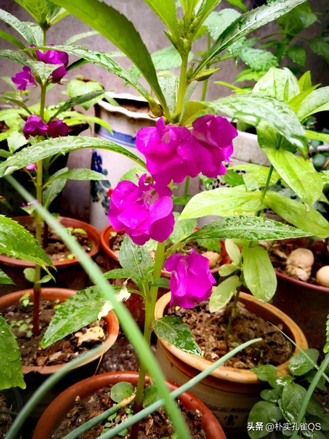 凤仙花指甲笔官方旗舰店,凤仙花歌曲