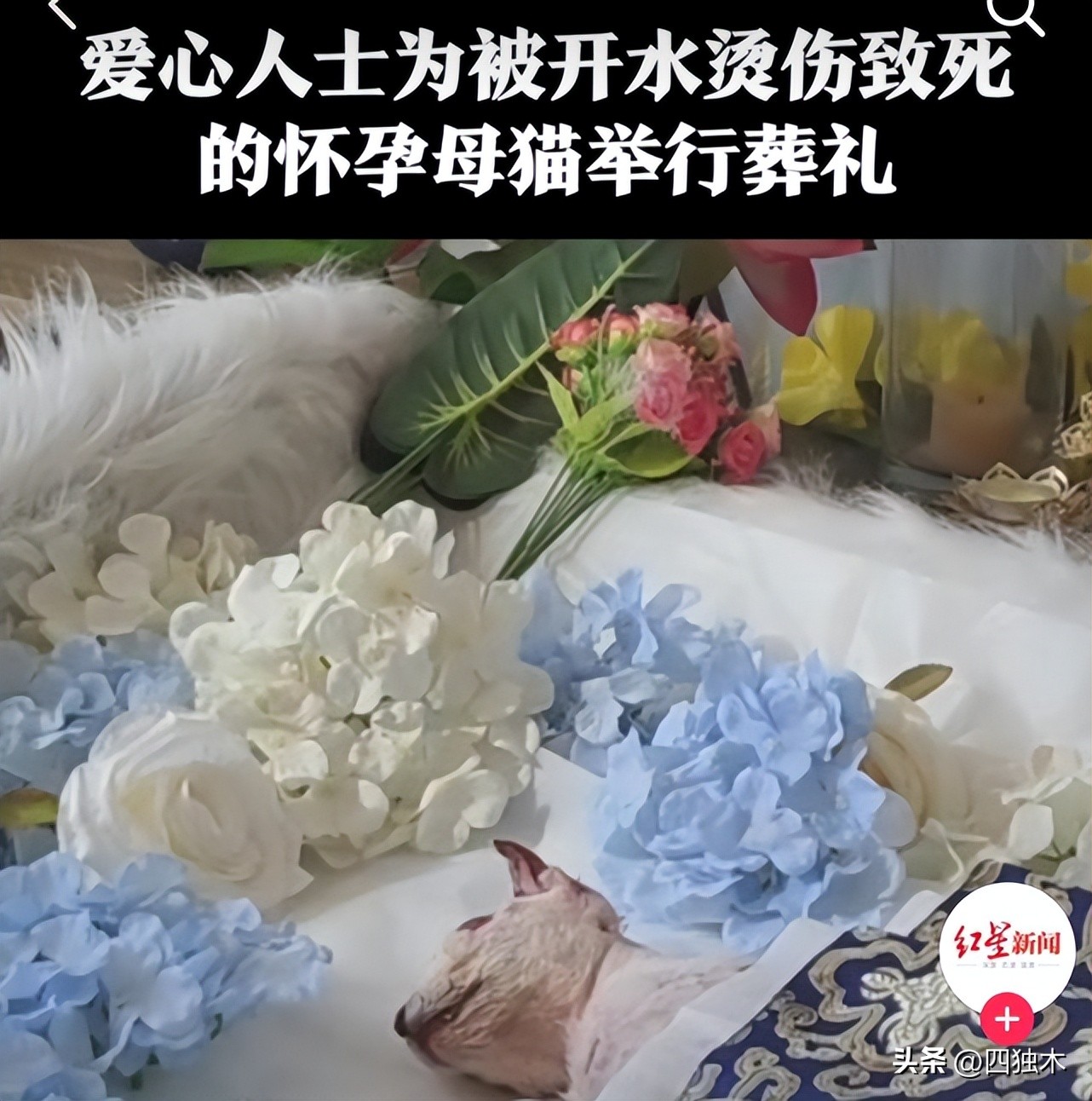 基因编辑、动物保护,如何扯下了人类“虚伪”的遮羞布?