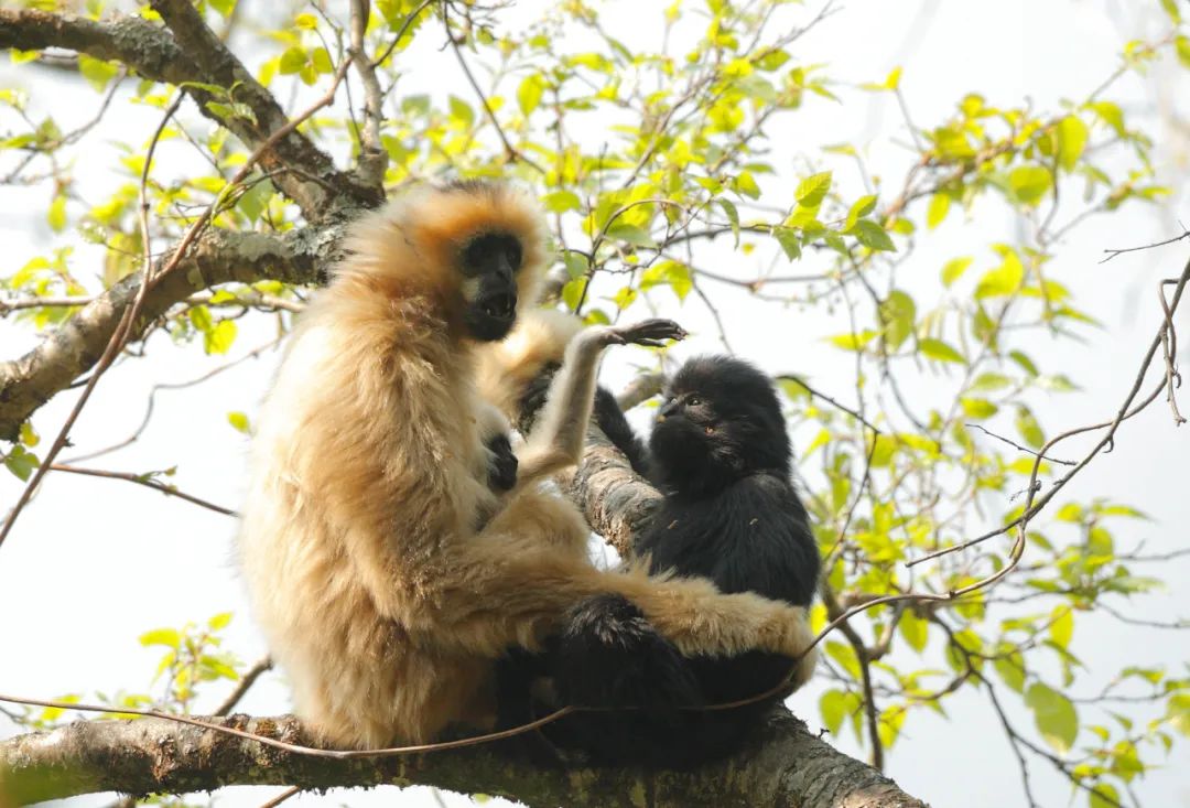 昆明七彩云南怎么样,七彩云南避暑家园