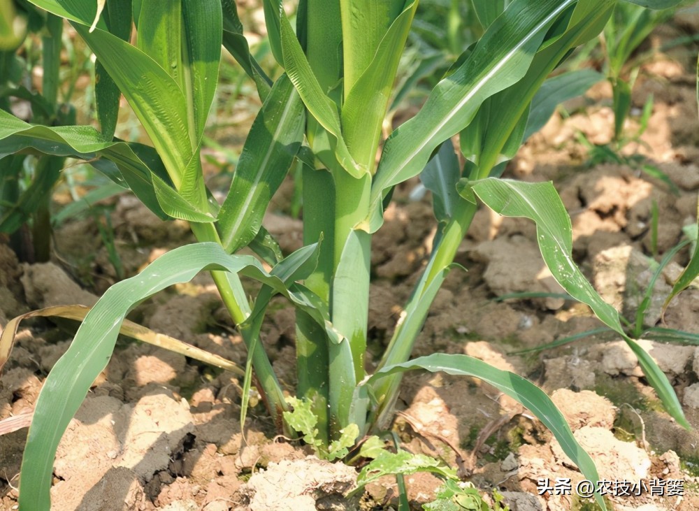 玉米苗叉子怎样处理,玉米主杆长了很多叉子怎么办