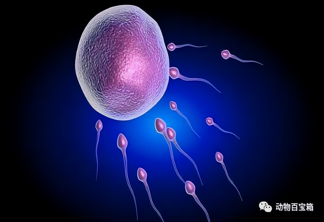 人类卵子结合原理,人类卵细胞和精子发生过程