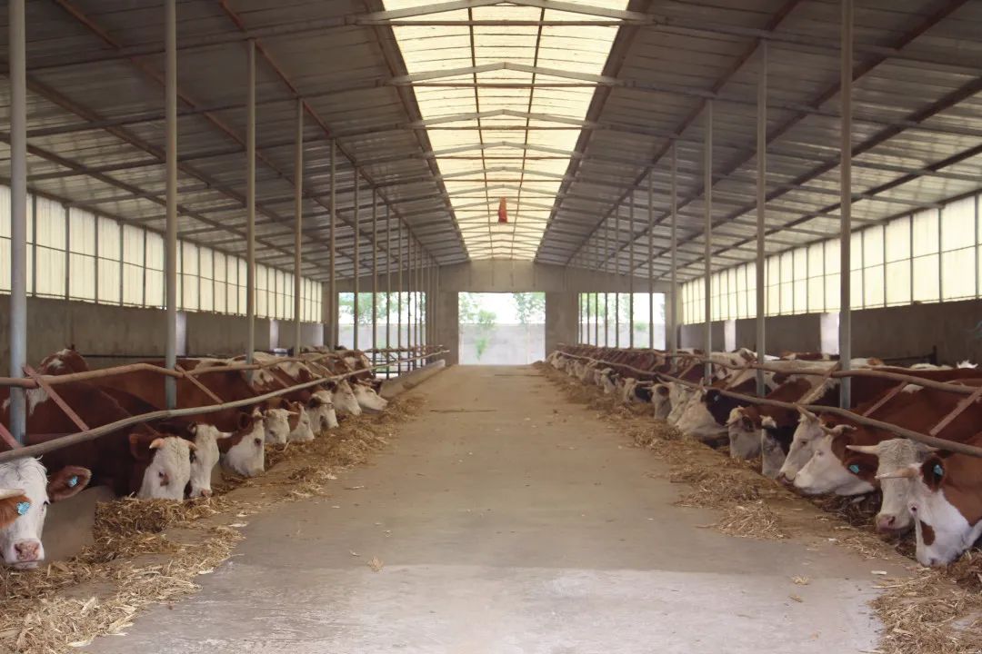 高台县黑泉镇：肥牛敲响“致富门”