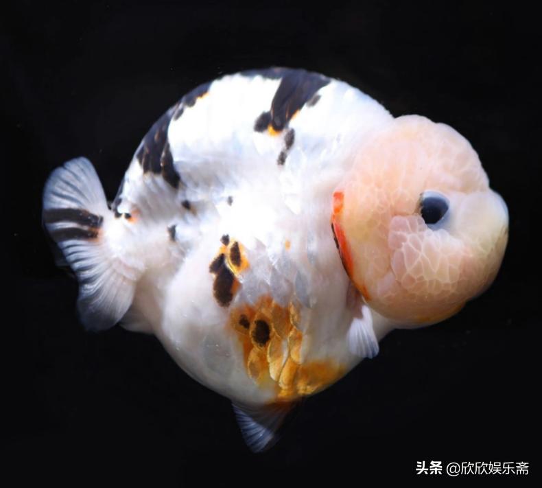 兰寿金鱼可以养在草缸吗,兰寿鱼缸开缸教程