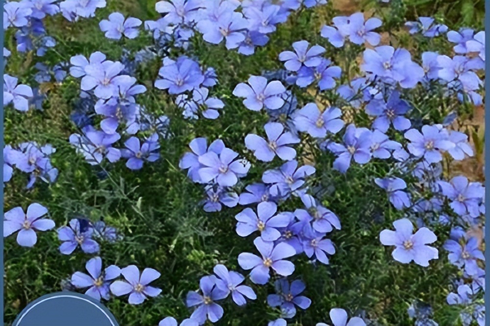推荐几种颜值高又好养的室内花卉,8种容易开花又好养的庭院花卉