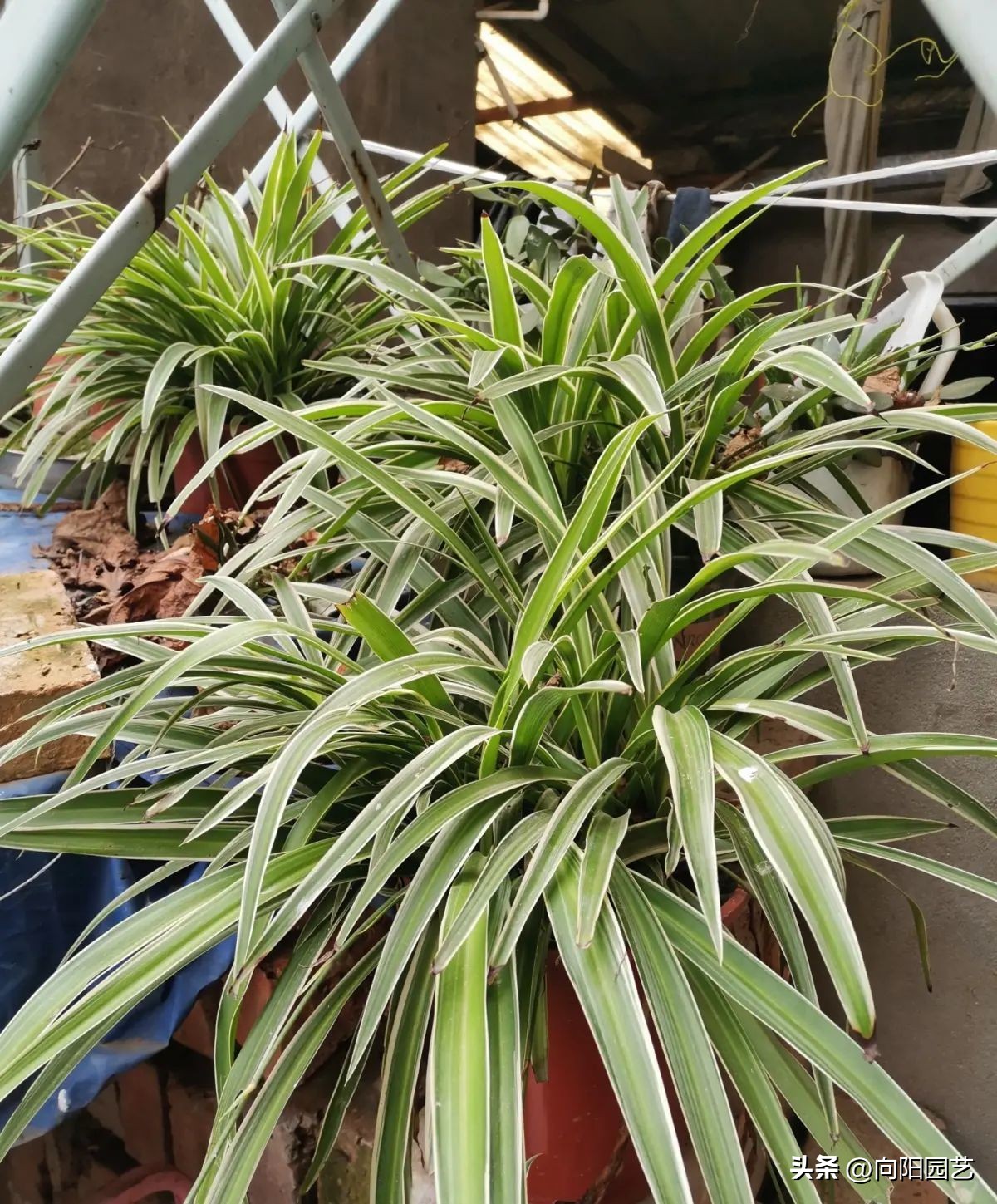 养花杀手图,养花植物杀手