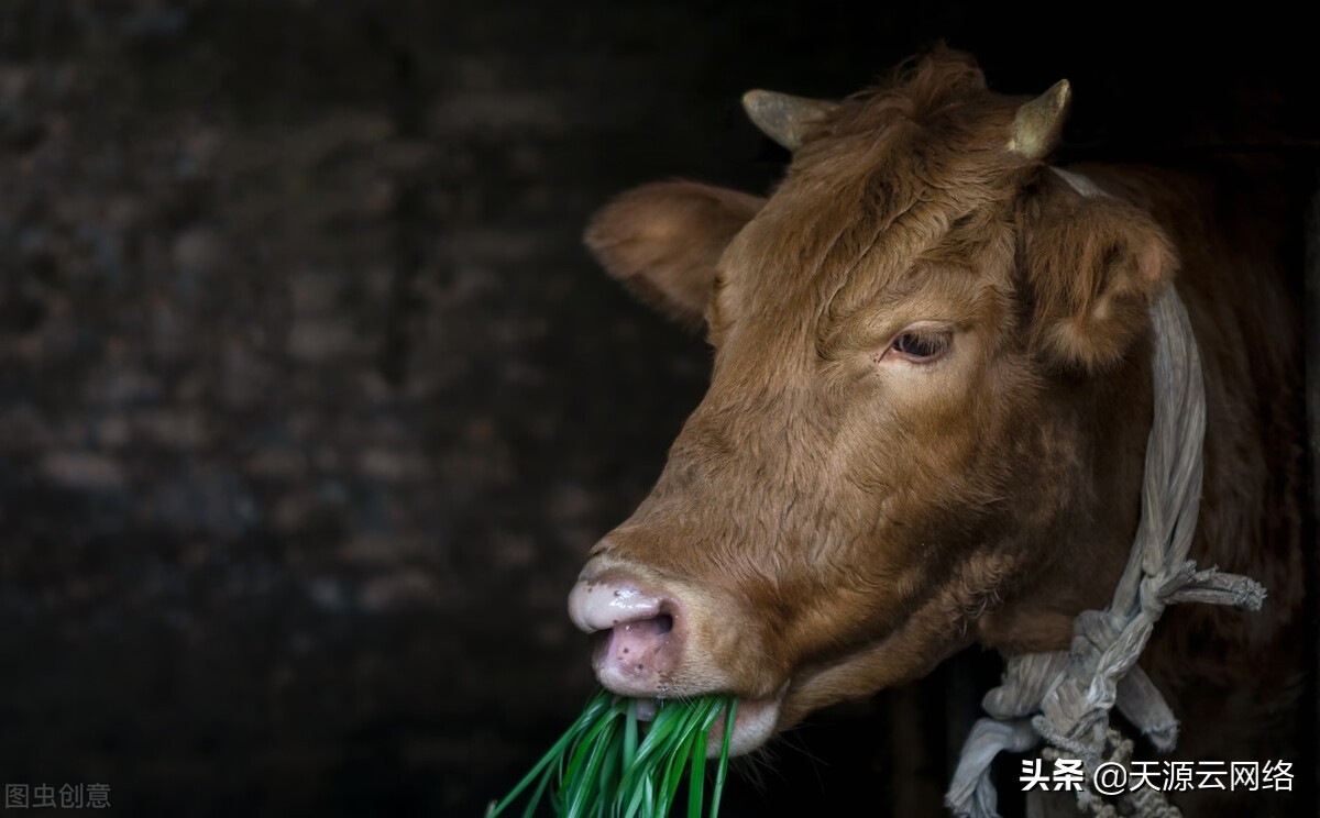 鸡子啄毛牛羊啃毛什么原因,牛羊爱啃土是什么原因