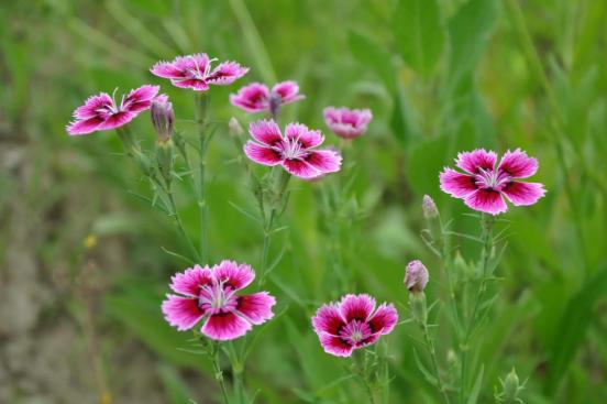百花种类大全,百花的种类有哪些