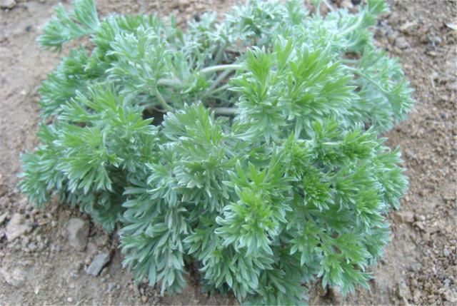 乡下鸡饲料哪里有卖,农村常见的鸡草药