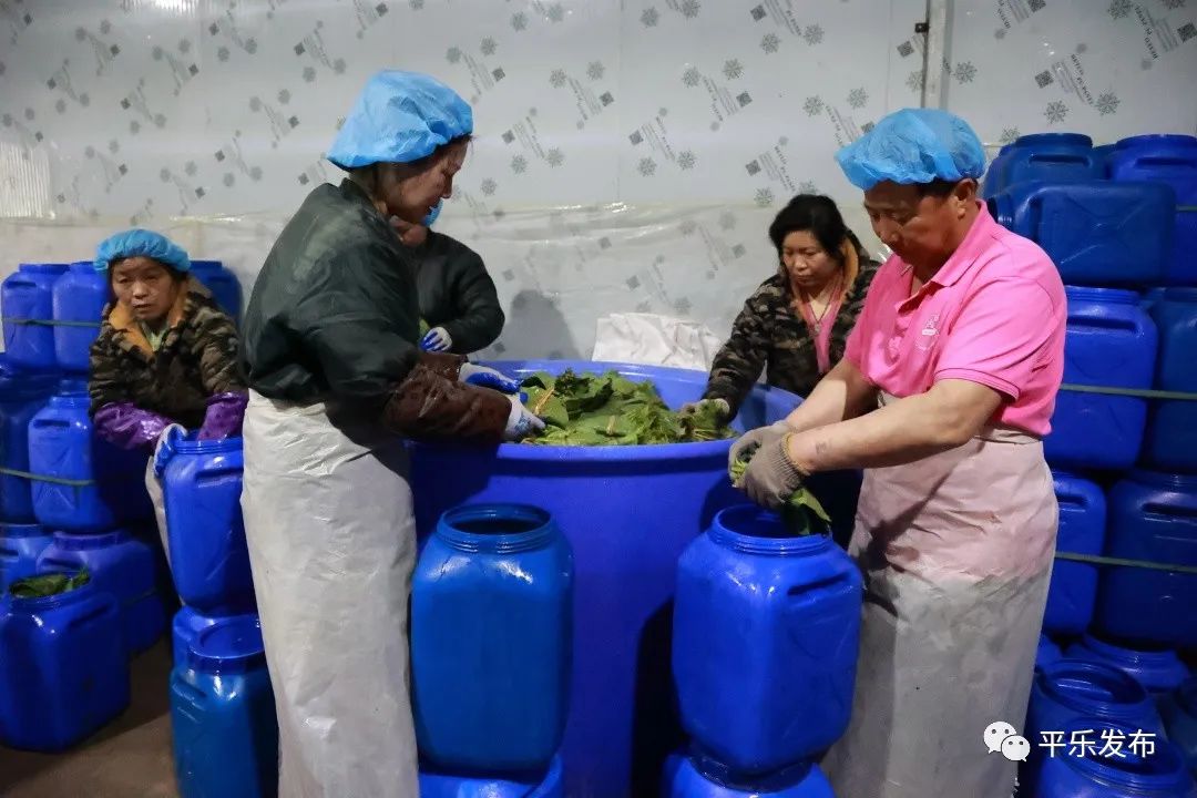 桂林平乐|桥亭乡：小小绿叶巧成“增收叶”解锁乡村致富“新密码”