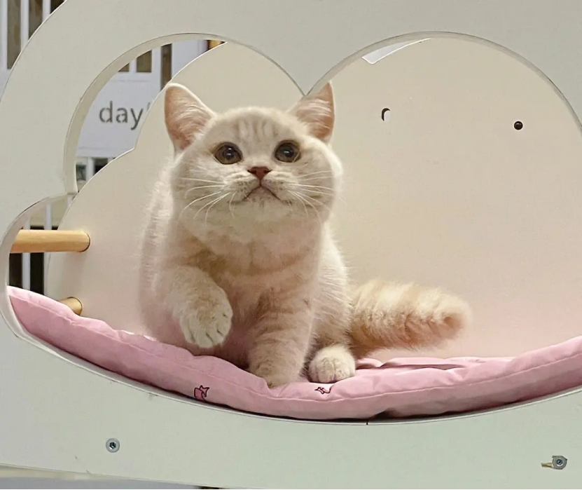 k9主食罐头猫咪,k9冻干如何给猫咪吃