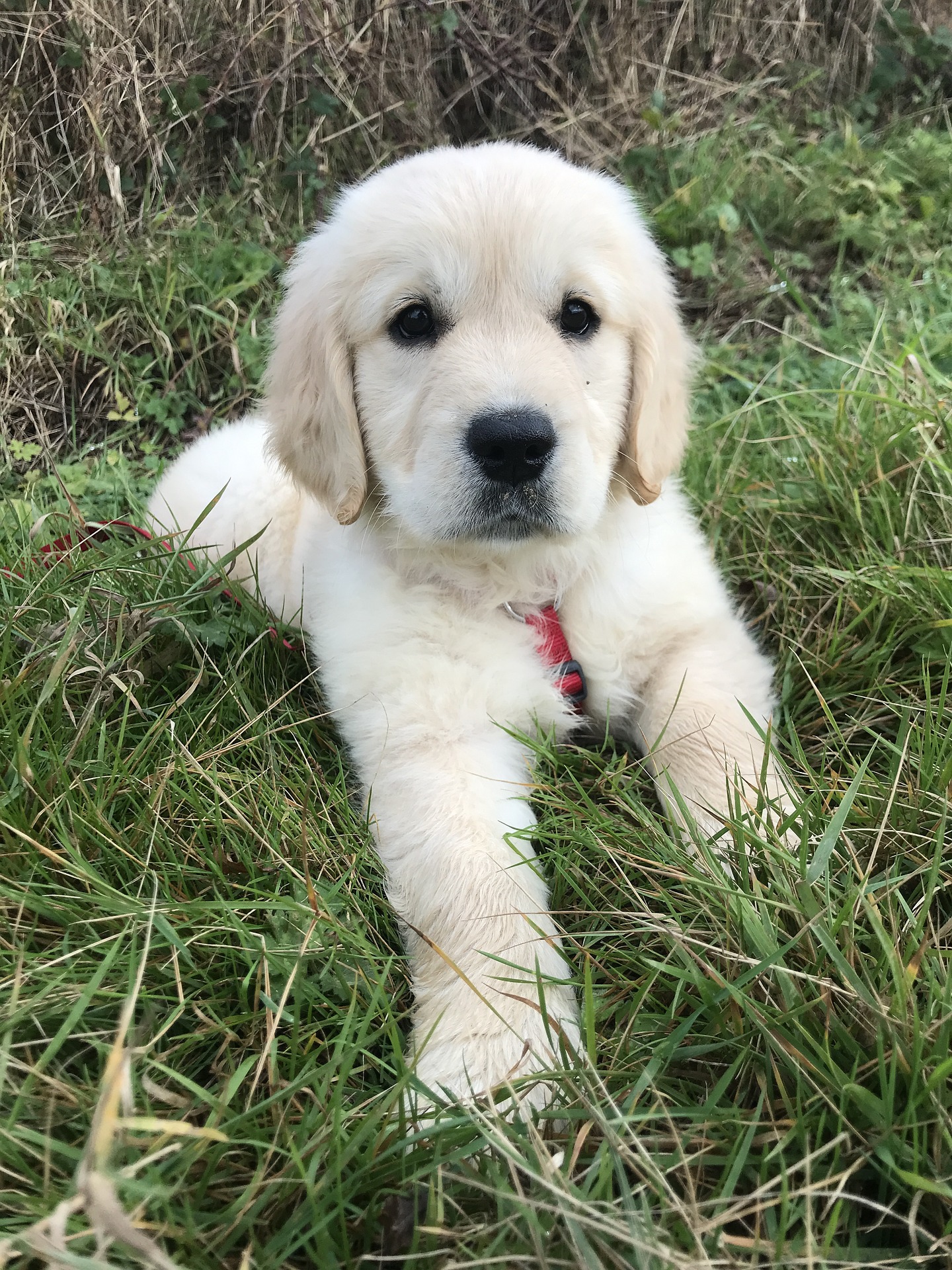 金毛狗狗是大暖汪特别的温柔乖巧,金毛优点比较多的狗狗