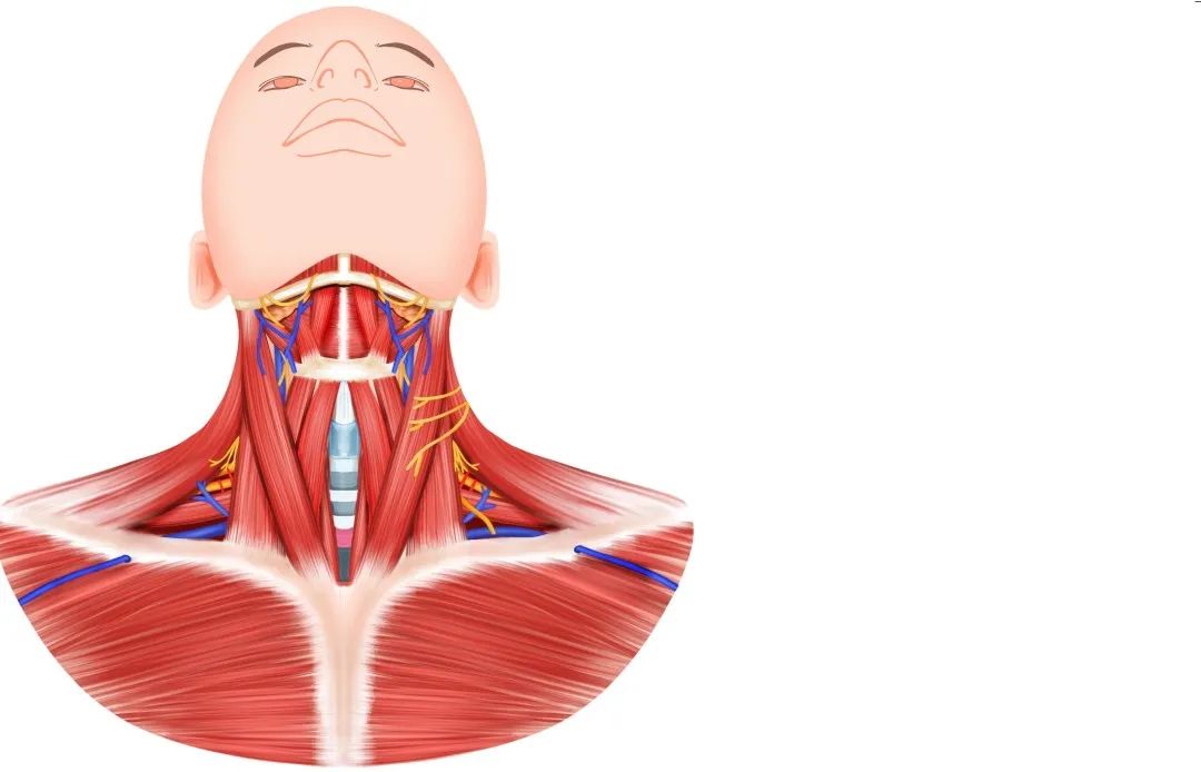 息肉到癌仅一步之遥？专家：有1种发现后要马上切