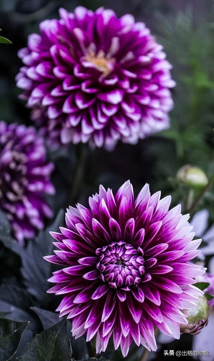 秋天最美的花有哪些,秋天里最美的花朵