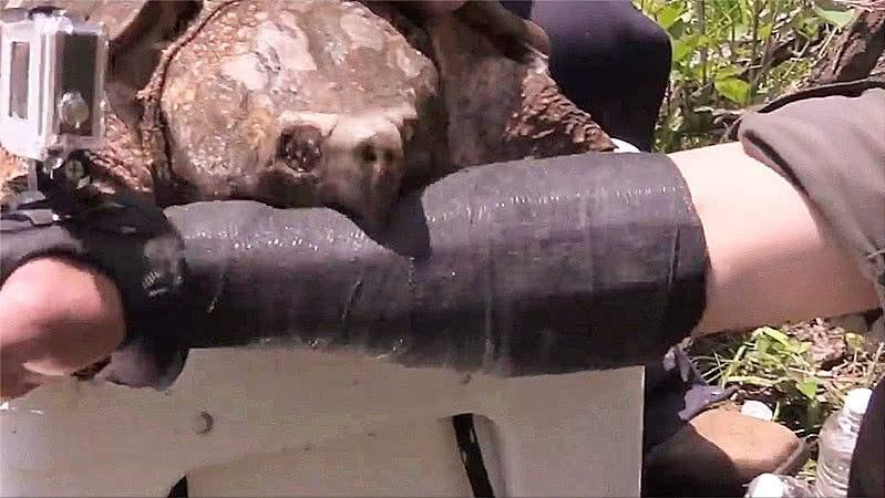 大白鲨咬合力真的只有400公斤吗,十大咬合力最强动物巨齿鲨