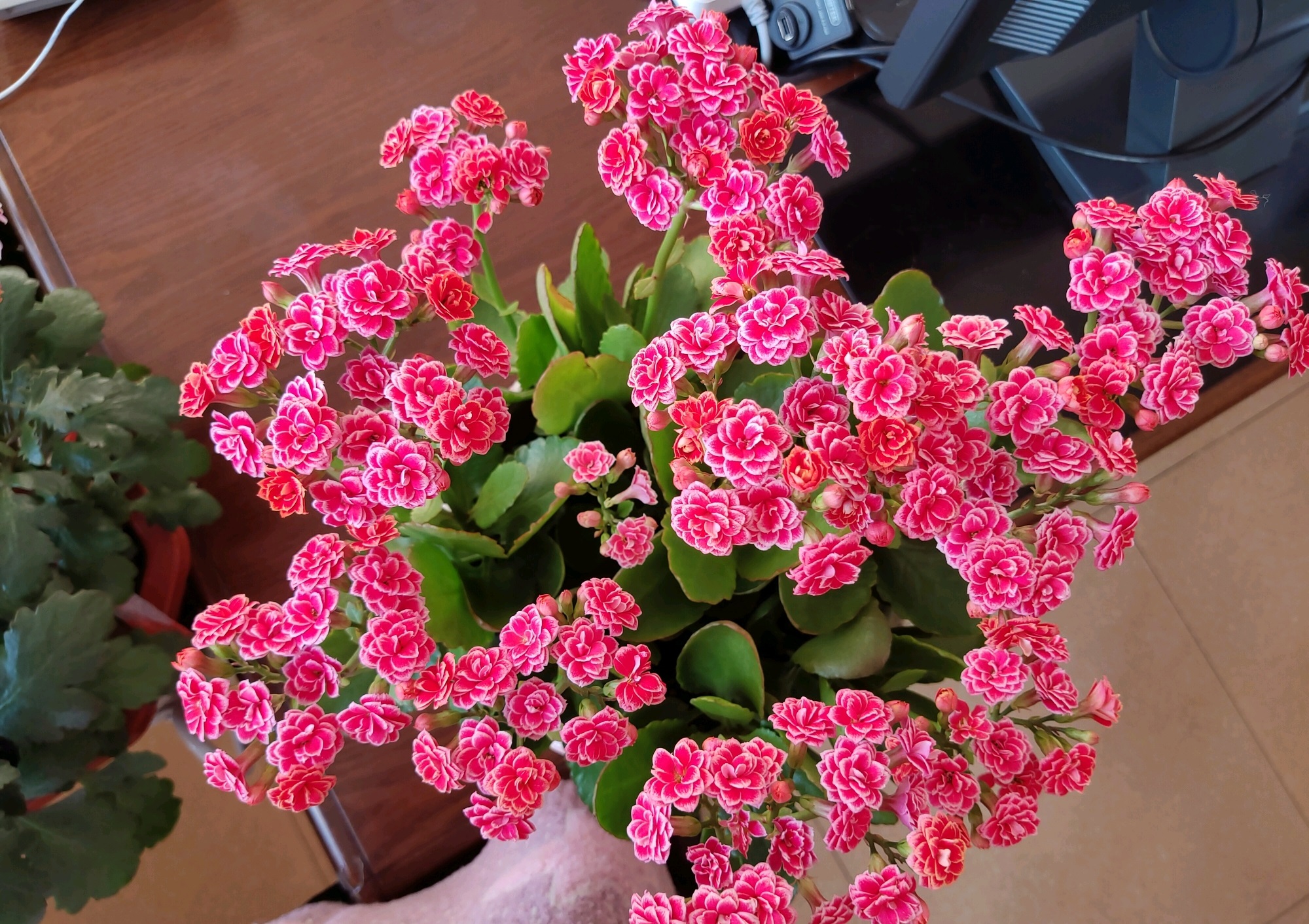 长寿花是非常好养的室内花卉,喜欢养长寿花