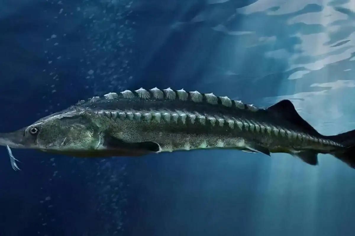 蓝色大龙渔民误捕5条中华鲟放生,渔民误捕野生中华鲟放生