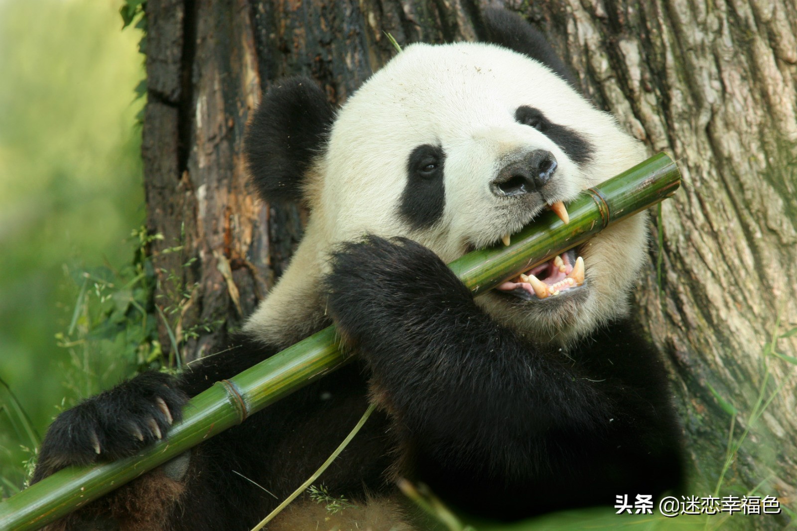 大黑熊伤人,黑熊是怎么伤人的