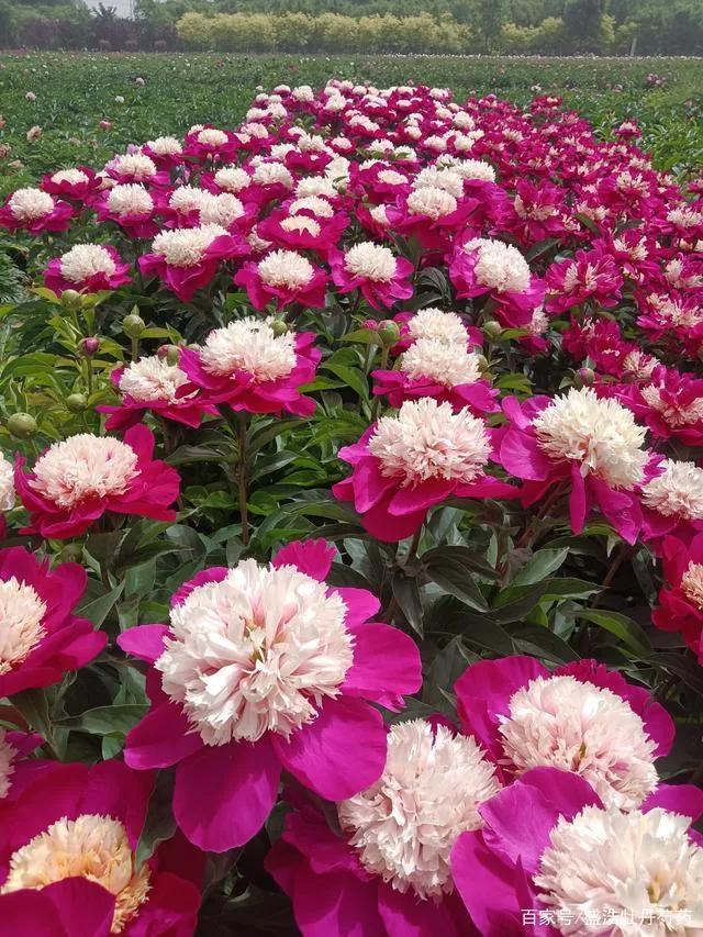 鐧借妽鏄嵂鏉愬悧,鑽潗鐧借妽璋佹敹