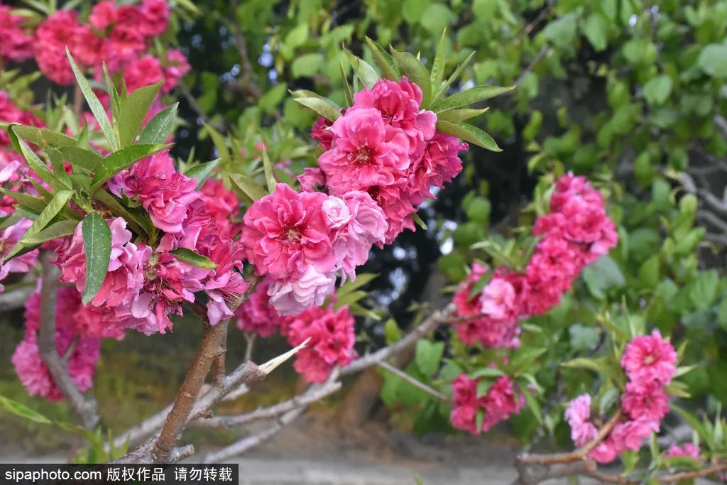 海淀公园春季赏花指南|迎春花、山桃花、玉兰花、樱花、连翘、碧桃、山杏、榆叶梅、海棠，全都有！