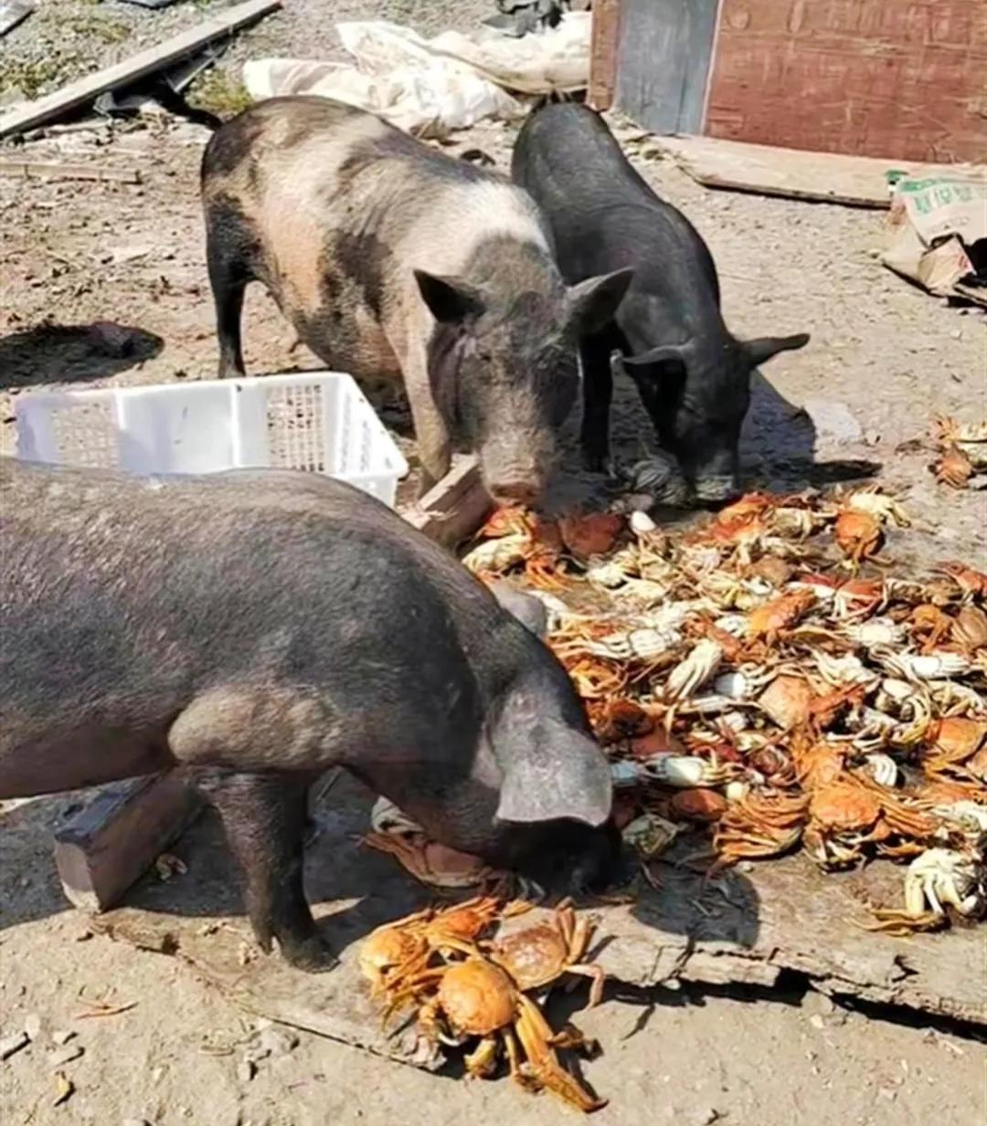 螃蟹价格10元一斤,螃蟹价格60元一斤