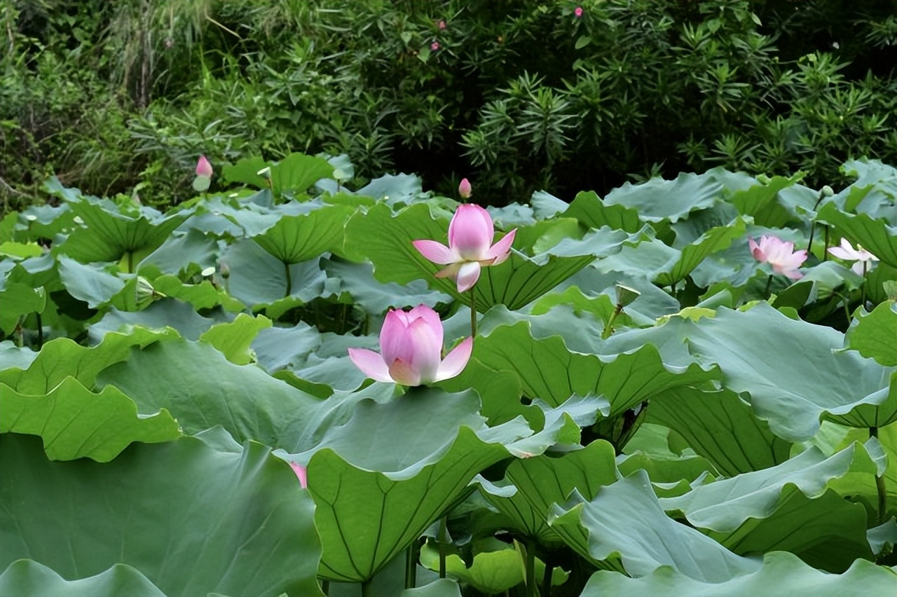 中国各地的市花一览表,中国城市的市花最多的是