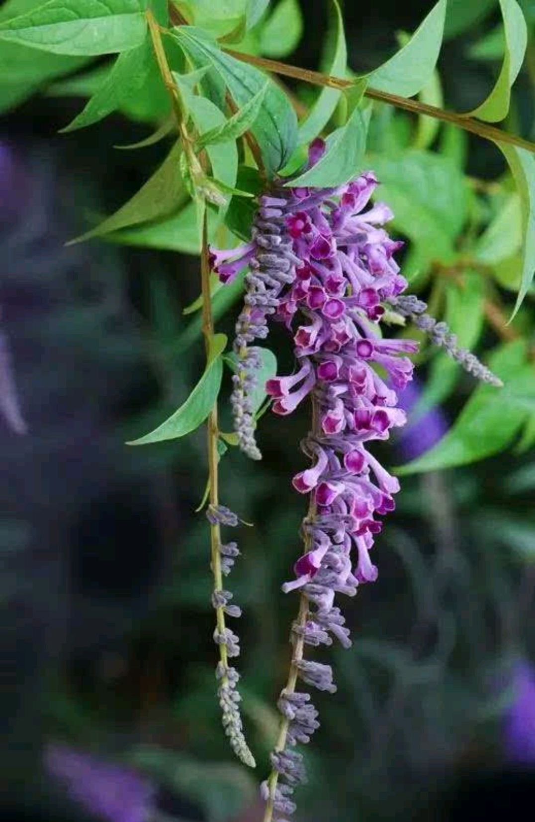 常见有毒花千万别碰,世上有毒的花和植物