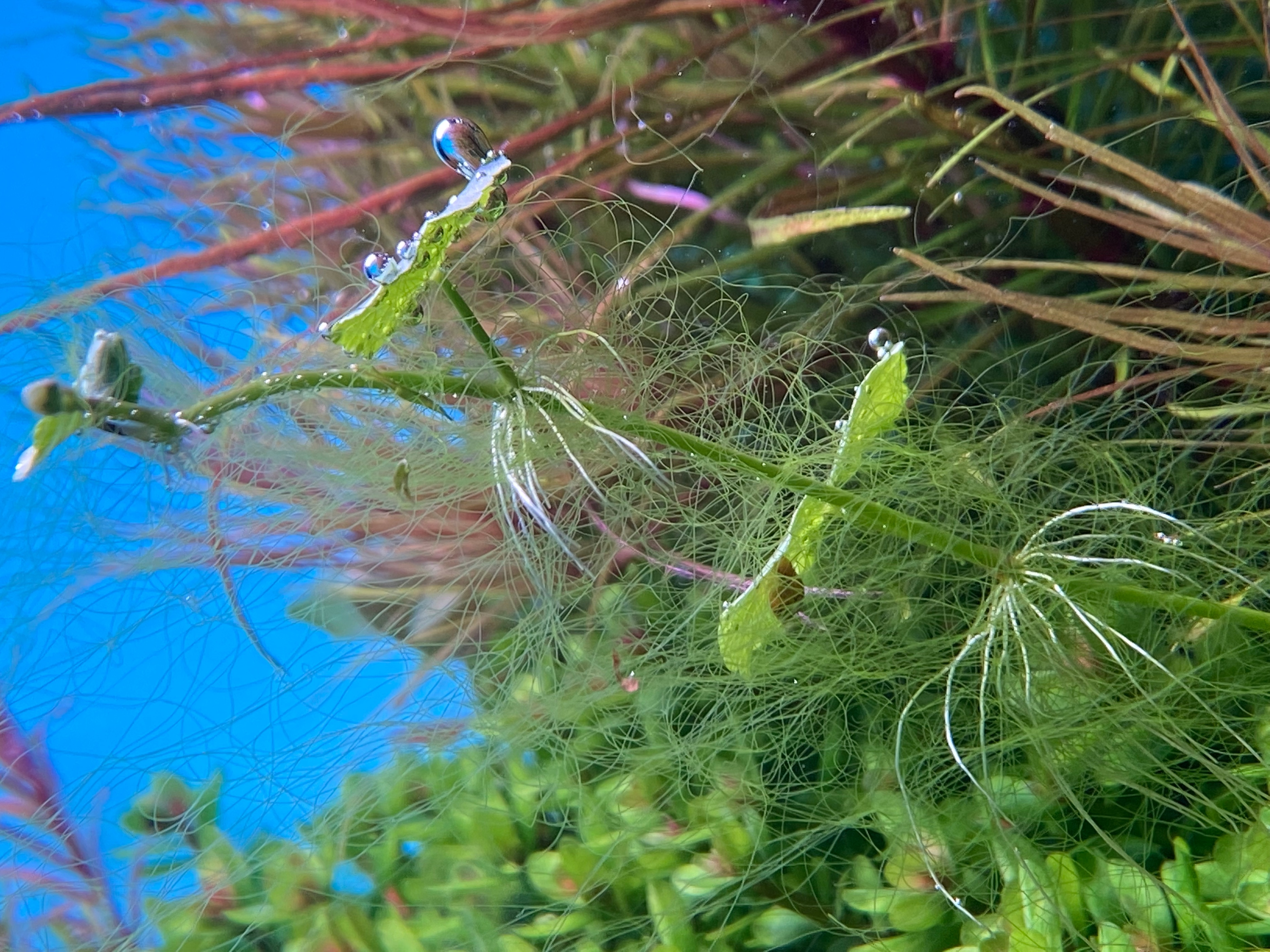 藻类植物可以预防疾病吗,杀菌盐可以预防藻类吗