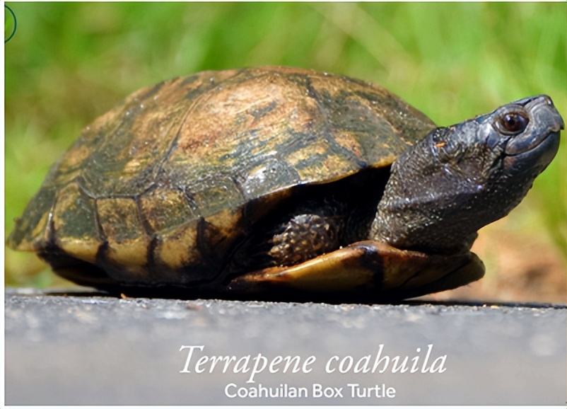 箱龟种类及图片,箱龟品种大全