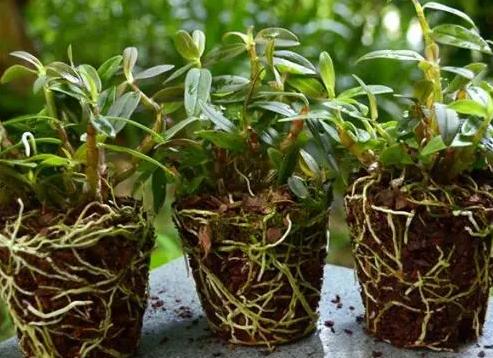 铁皮石斛种植方法和注意事项,种植铁皮石斛最好的方法