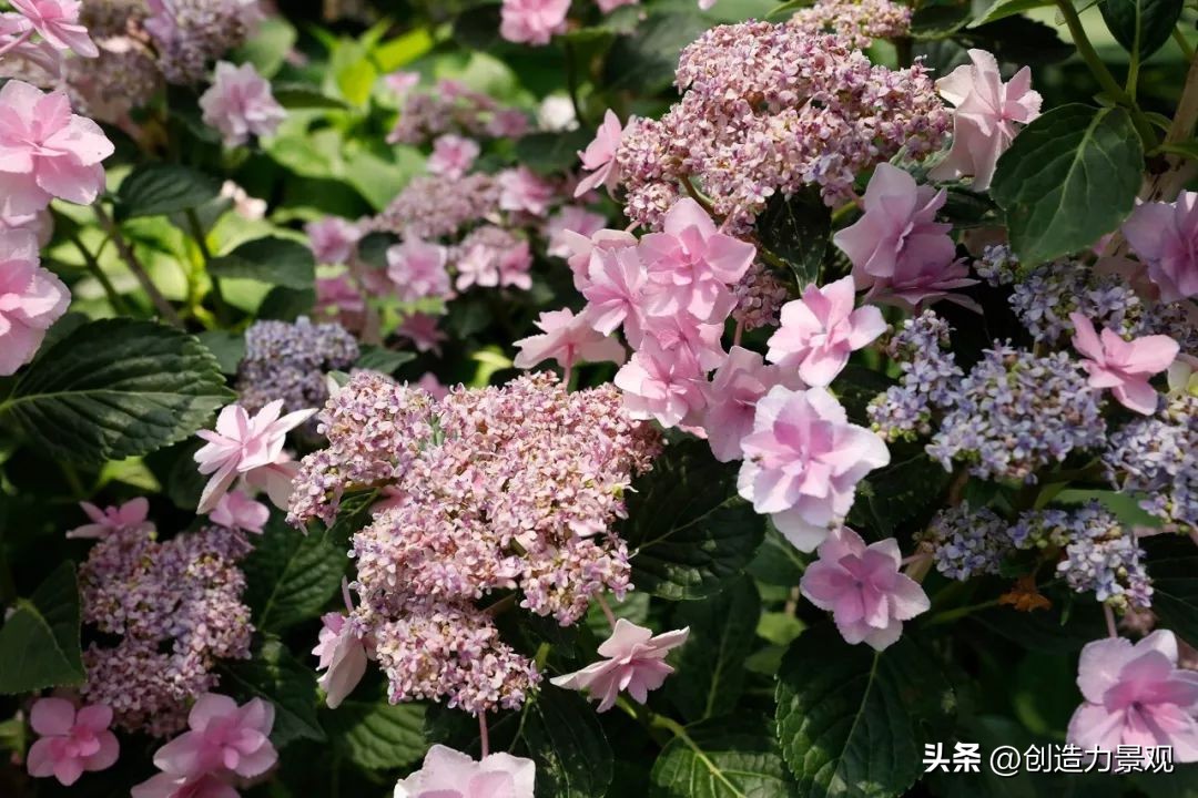 绣球花怎么浇水施肥,绣球花冬季怎么浇水最正确