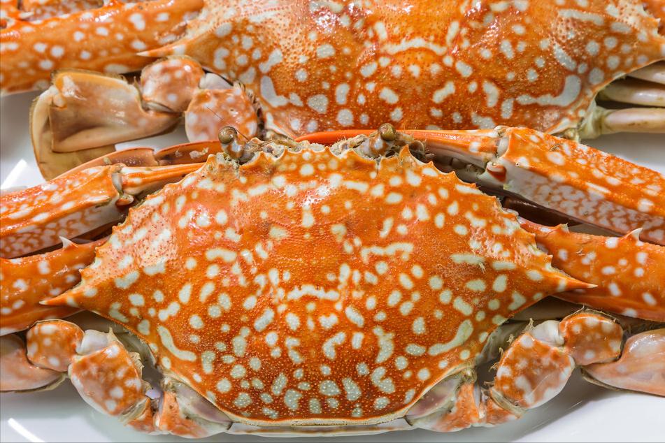 螃蟹品种怎么区分,螃蟹如何挑选图解