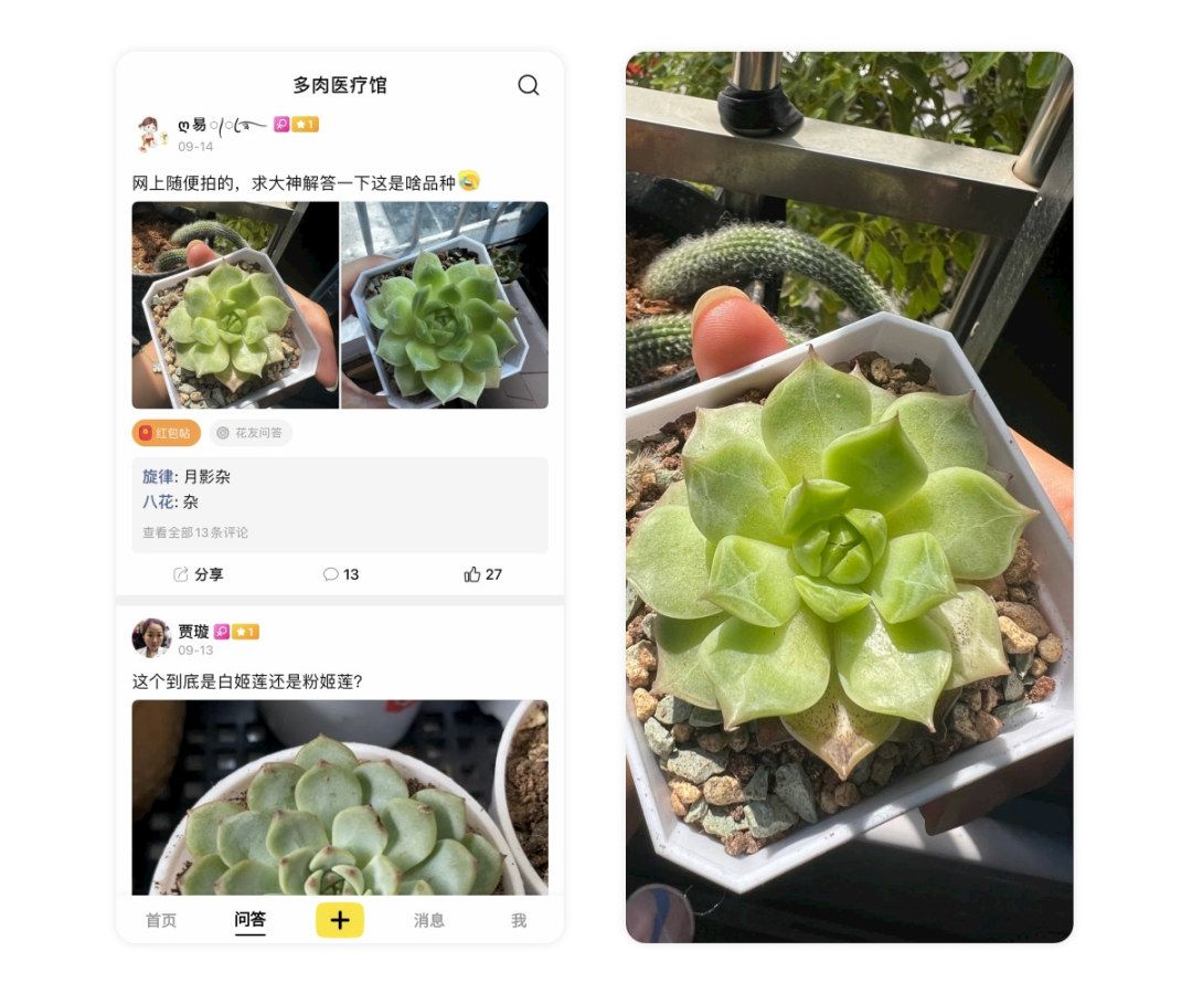 黑斑病季节,黑斑病防治指南